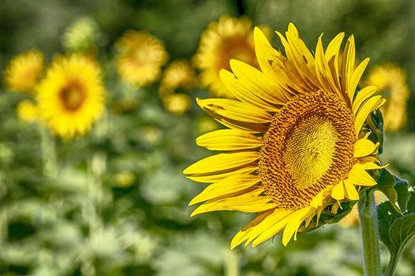 Caren Libby - Sunflowers at Columbia Bottoms