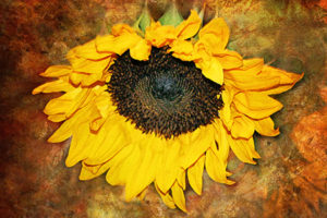 Textured Sunflower by Caren Libby